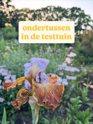 Image post by @tuin.natuurlijker on Instagram