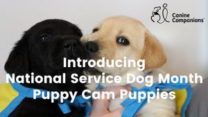 Image post by @canineorg on Instagram