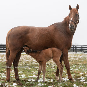 Image post by @theTDN on Twitter
