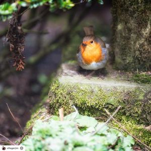 Image post by @rspb on Instagram