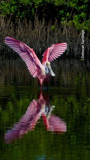 Video post by @bbcearth on Instagram