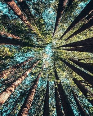 Image post by @leafyaffair on Instagram