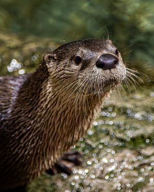 Image post by @thetorontozoo on Instagram