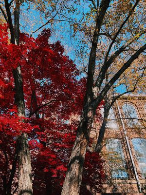 Image post by @ncstate on Instagram