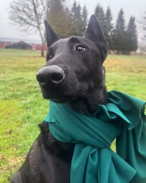 Image post by @pupcorntreats on Instagram