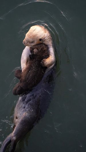 Video post by @bbcearth on Instagram