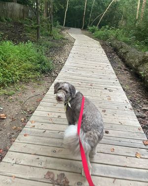 Image post by @floofy.coopy.doodle on Instagram