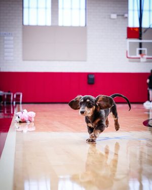Image post by @ballstatewbb on Instagram