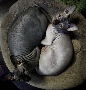 Image post by @thefriskywhiskeratl on Instagram