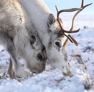 Image post by @bbcearth on Instagram
