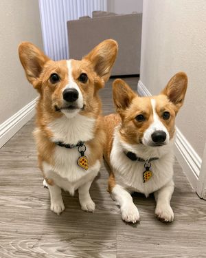 Image post by @ziggy_thecorg on Instagram