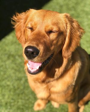 Image post by @pupcorntreats on Instagram