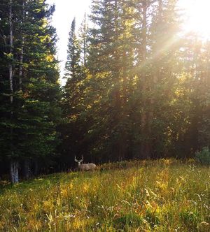 Image post by @vailmtn on Instagram