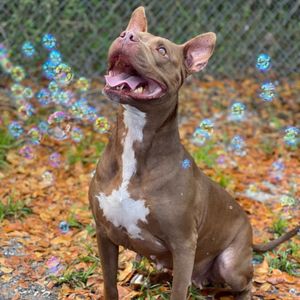 Image post by @suncoasthumane on Instagram