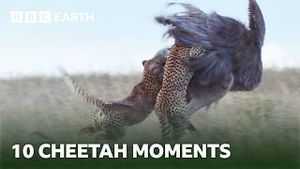 Video post by @bbcearth on YouTube