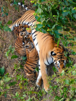 Video post by @bbcearth on TikTok