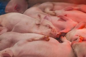 Image post by @pafarmshow on Instagram