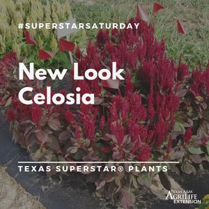 Image post by @txextension on Instagram