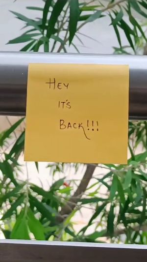 Video post by @leafyaffair on Instagram