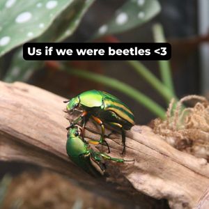 Image post by @butterflypavilion on Instagram
