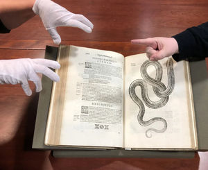 Image post by @fsulibraries on Instagram