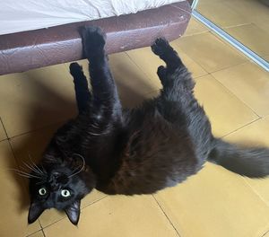 Image post by @brunrik.and.pyrene.ragdolls on Instagram