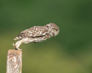 Image post by @rspb on Instagram