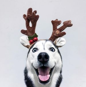 Image post by @evolvepetfood on Instagram