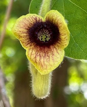 Image post by @ahs_gardening on Instagram