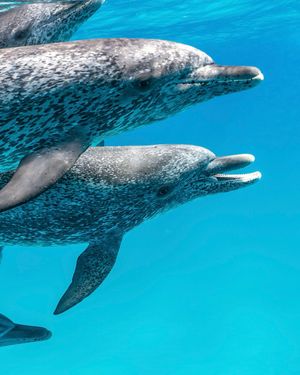 Image post by @sealegacy on Instagram