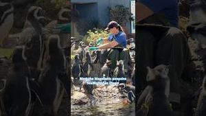 Video post by @cowmissing on YouTube