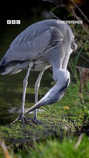 Video post by @bbcearth on Instagram