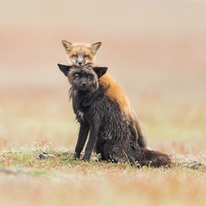 Image post by @animalplanet on Instagram