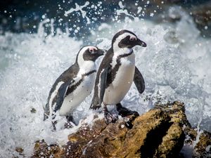 Image post by @AnimalPlanet on Twitter