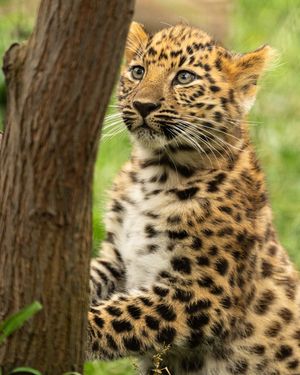 Image post by @sandiegozoo on Instagram
