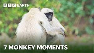 Video post by @bbcearth on YouTube