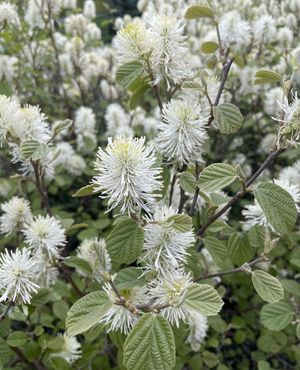 Image post by @ahs_gardening on Instagram