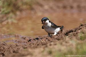 Image post by @rspb on Instagram