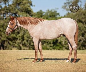 Image post by @TetonRidgeUSA on Facebook