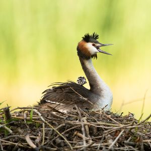 Image post by @rspb on Instagram