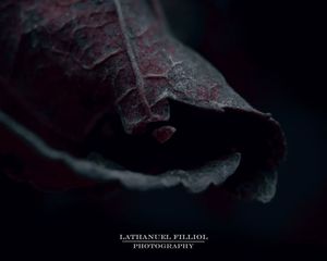 Image post by @lathanuelf_photos on Instagram
