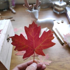 Image post by @leafyaffair on Instagram