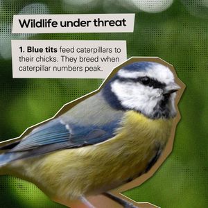 Image post by @rspb on Instagram