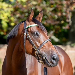 Image post by @juddmonte on Instagram