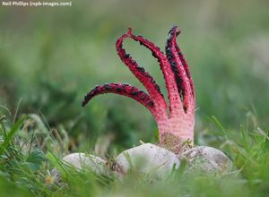Image post by @rspb on Instagram