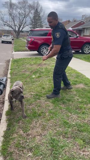 Video post by @DetroitGSD on Facebook