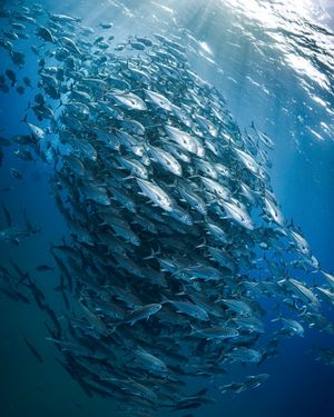 Image post by @Discovery on Twitter