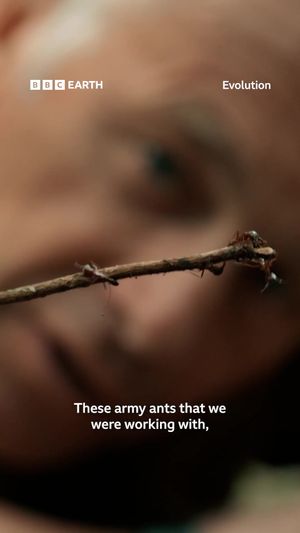 Video post by @bbcearth on TikTok