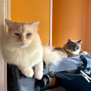 Image post by @brunrik.and.pyrene.ragdolls on Instagram