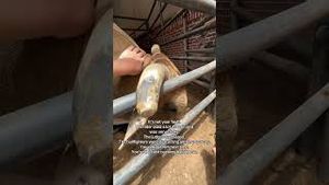 Video post by @pbr on YouTube